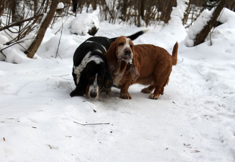 Басофотки:)