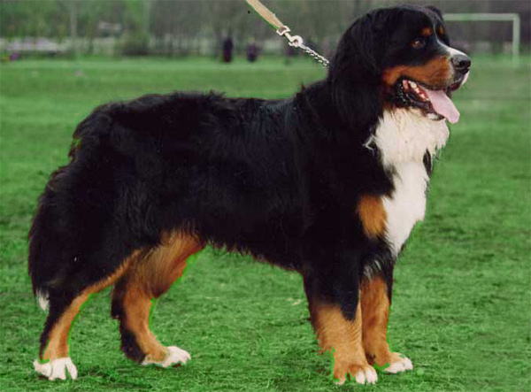 Вторая собака