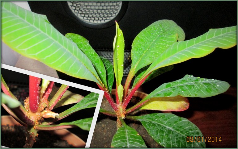 Эуфорбия- молочай