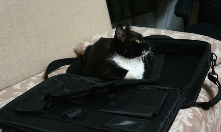 Котика в сумочке не желаете?:)