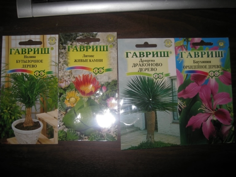 как сажать,где покупать,что посоветуете по посадке?