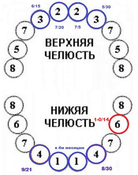 1-0/14 - 9й зуб