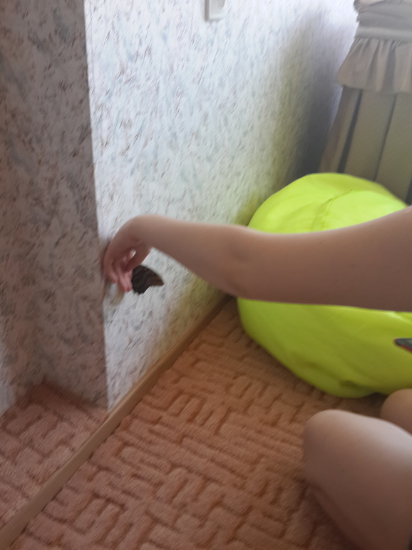 новые домочадцы