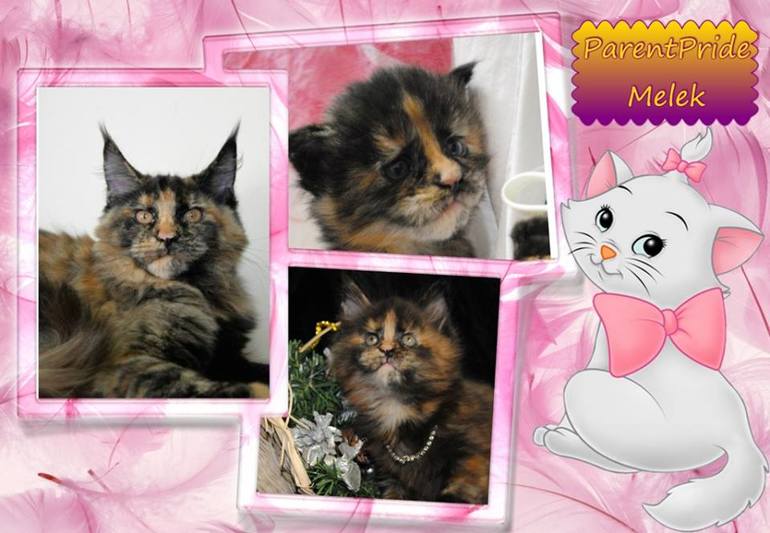 Свободные котята мейн-кун! Готовы к перееезду!