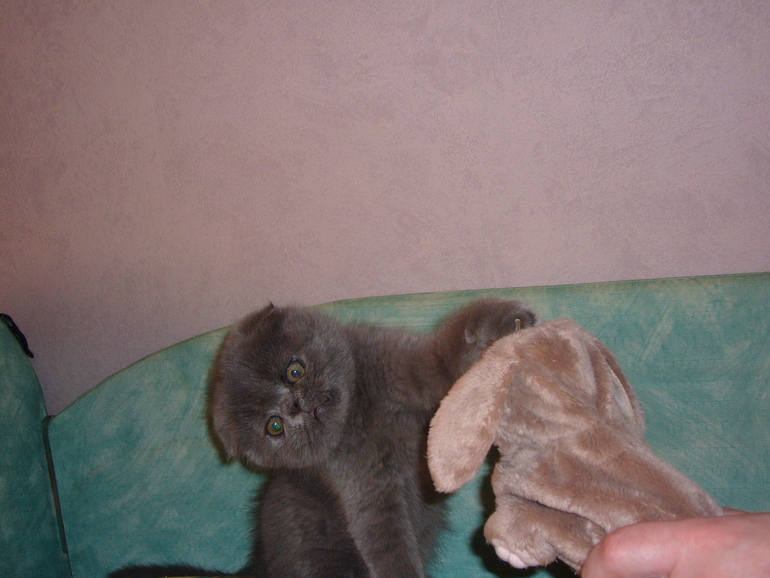 Котик