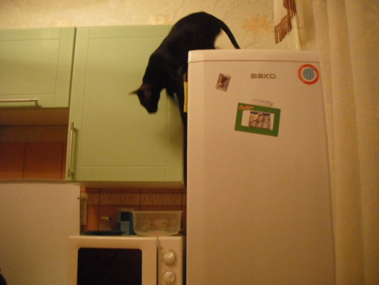 Мой кот Дали