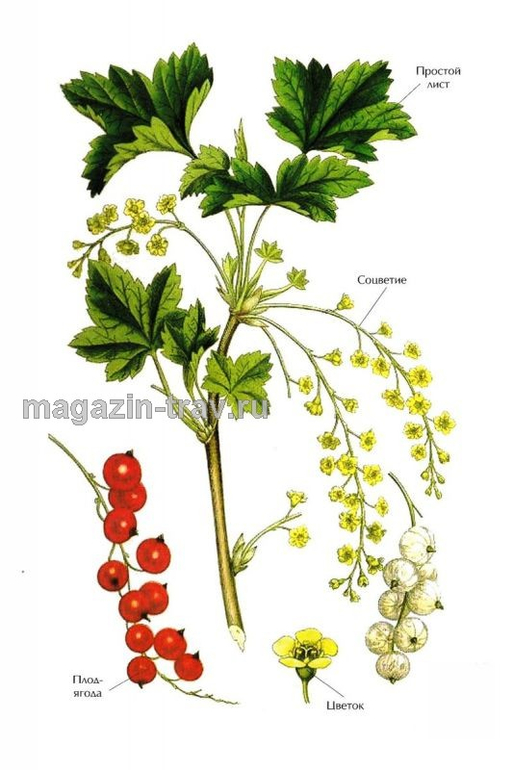Растения