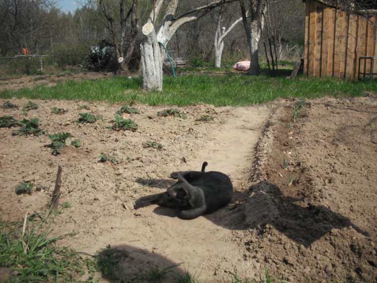 Мой кот Дали