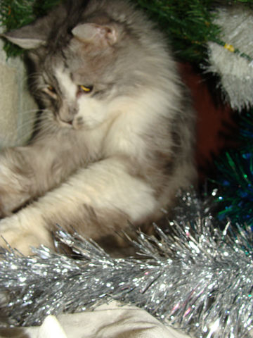 Новогодние Моменты )))