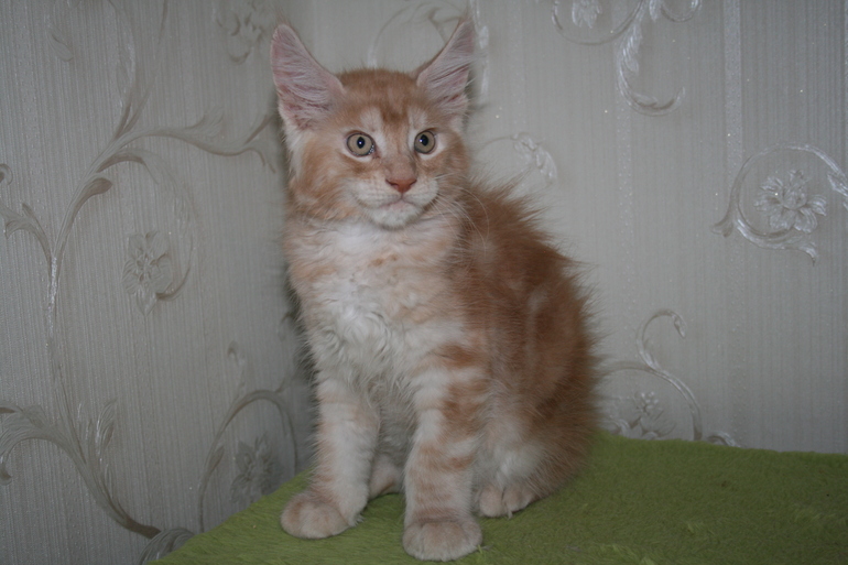 Красивые котята Мейн кун от родословных родителей