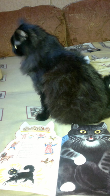 Котик-коток