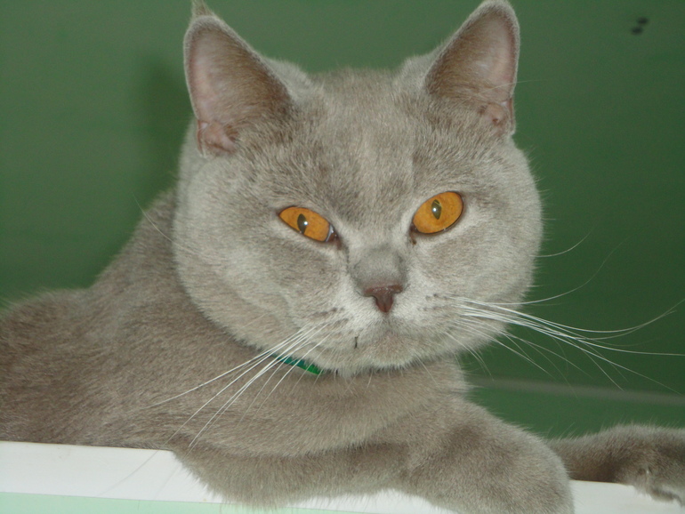 Мой котэ!!!