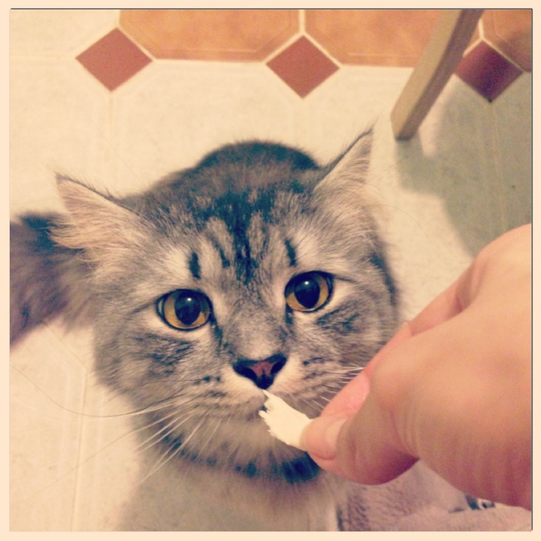 Любимый кот в хорошие руки