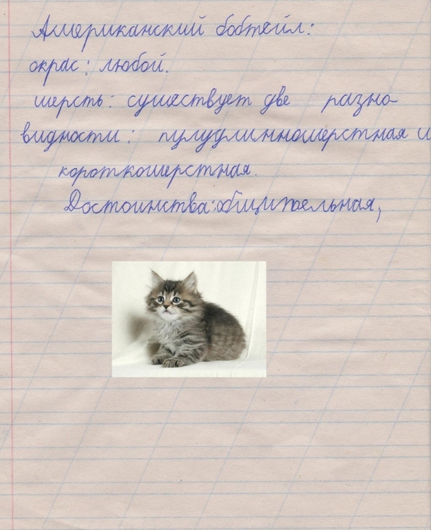 Кошки