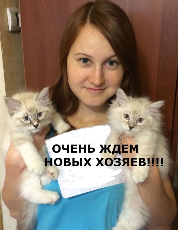 Малыши котята