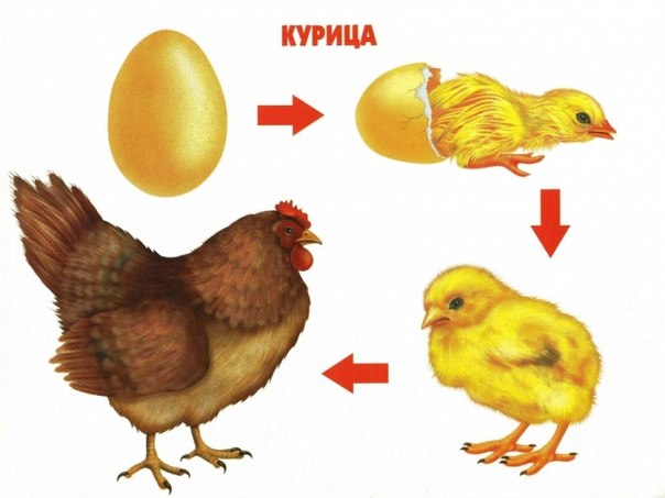 КАК РАСТЕТ ЖИВОЕ