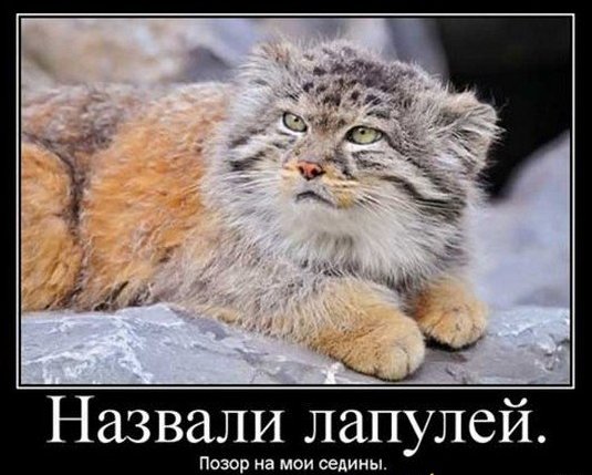 Мужской род