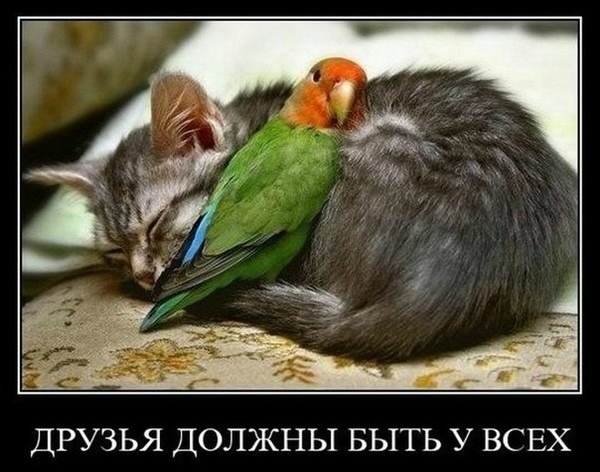 О кошках и не только...
