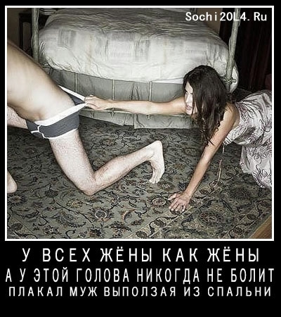 О кошках и не только...