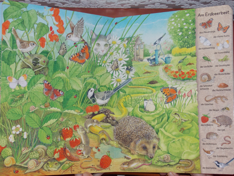 Развороты Mein erstes Wimmelbuch - Hecke und Garten