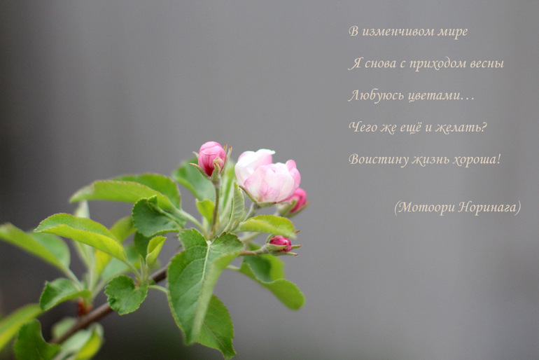 "Один раз в год сады цветут..."