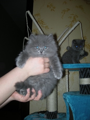 Британец хайлендер кот