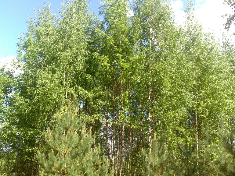 ТН " В лес"