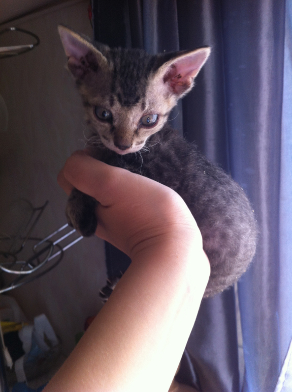 Отдам котят