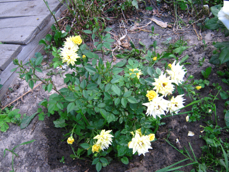 Мои Красавицы (розы)