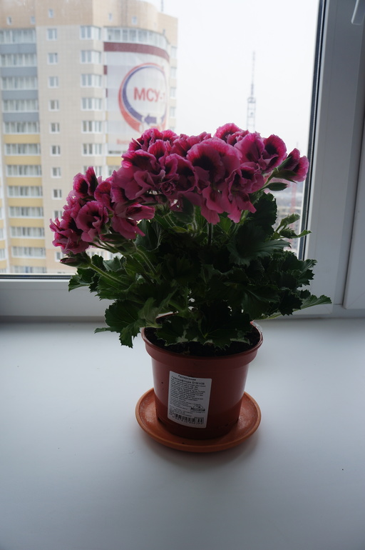 Мои новички