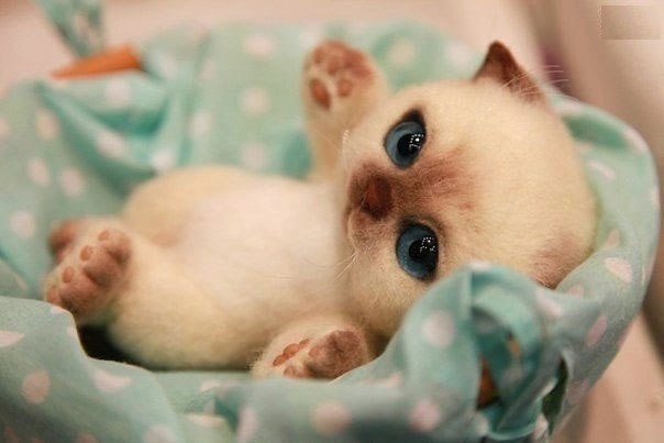 Шерстяной котенок