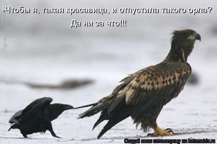 Веселые картинки увидеть не хотите ли... ;)