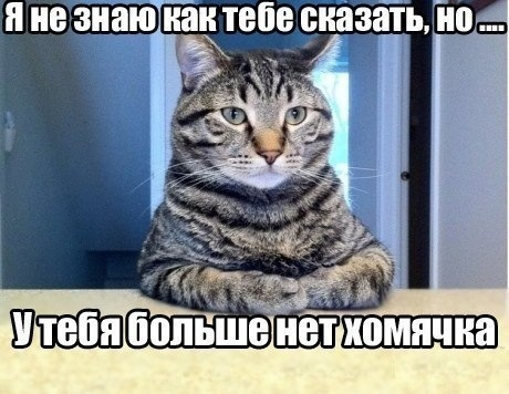 Картинки для хорошего настроения!:)