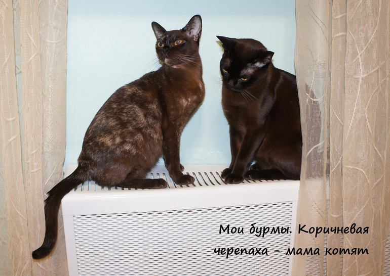 а у нас сегодня кошка родила вчера котят