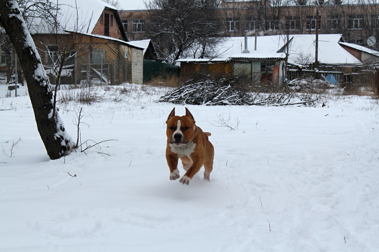 Ну вот моему кабанчику стукнул год))