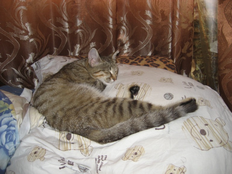 Кошки - моя любовь