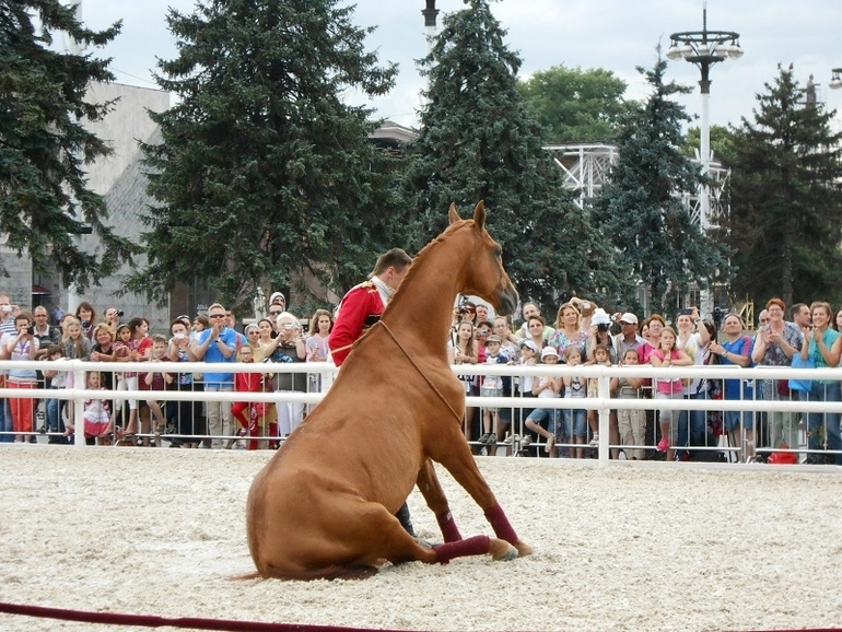 Конноспортивное шоу на ВВЦ