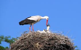 Аиста не видели? ))))
