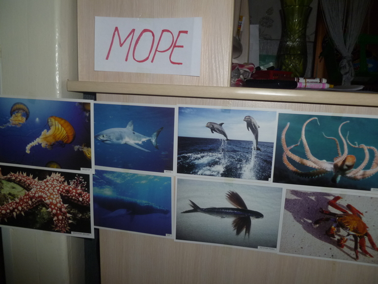 ТН "Море" Морские обитатели.