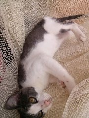 а мы взяли котейку))