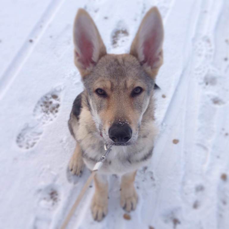 И к нам пришла зима :)