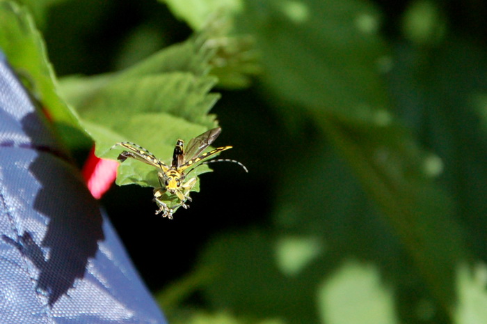 Одноночный многодетный поход