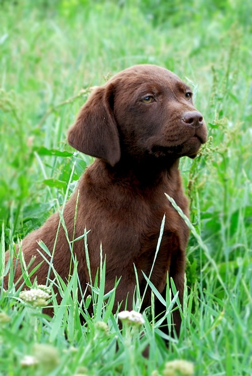 Щенки лабрадора и золотистого ретривера