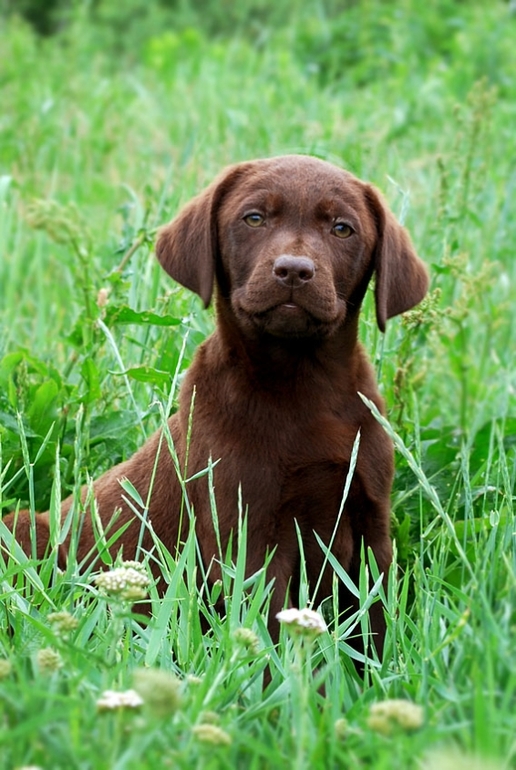 Щенки лабрадора и золотистого ретривера