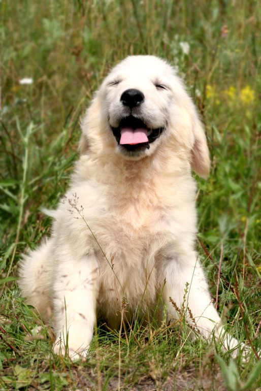 Щенки лабрадора и золотистого ретривера