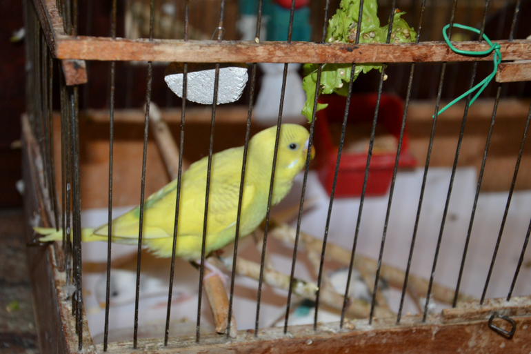 Птенцы волнистых попугайчиков