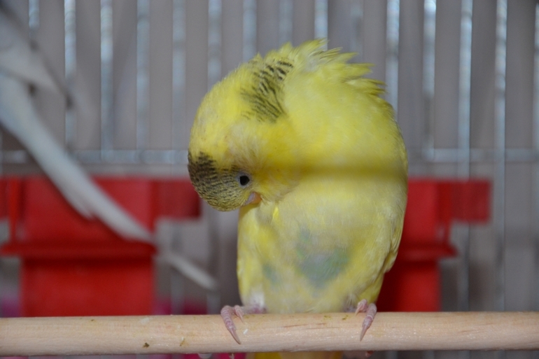 Птенчики (осталось трое, но и те скоро переедут в новый дом)