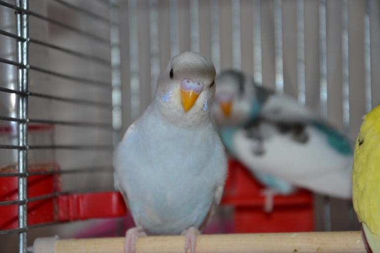 Птенчики (осталось трое, но и те скоро переедут в новый дом)