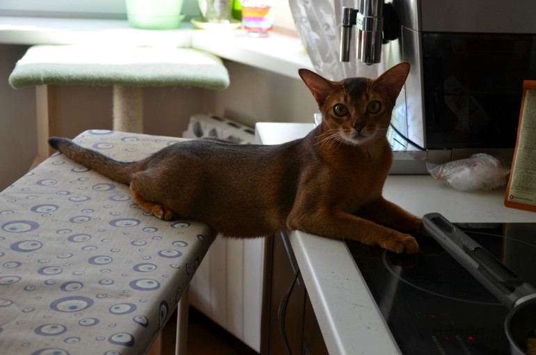 Ожидание завтрака.