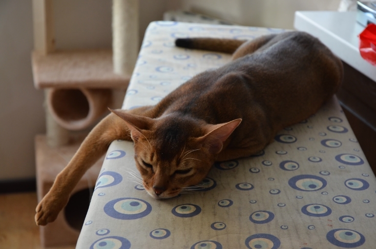 Ожидание завтрака.